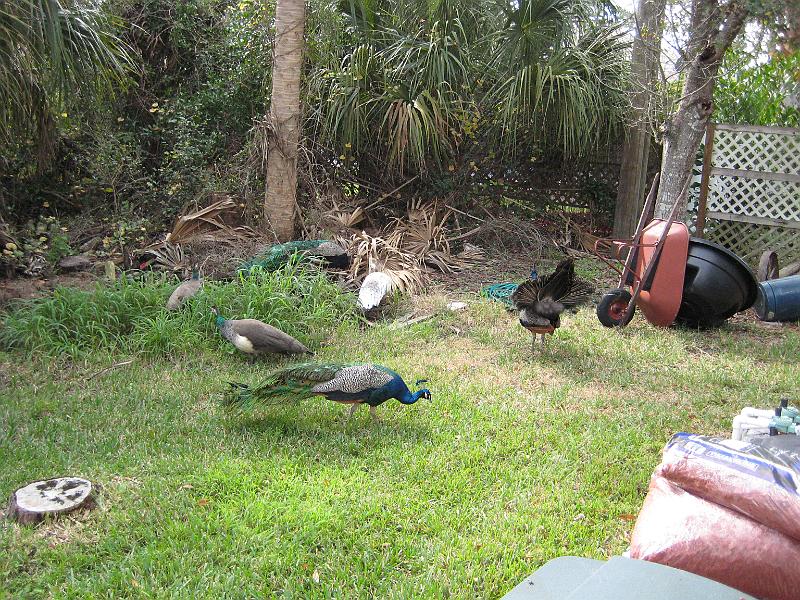 Picture 036